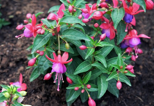 shutterstock_573599572